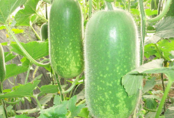 介休吃瓜爆料大全网站,吃瓜爆料大全网站带你领略本地热点风云